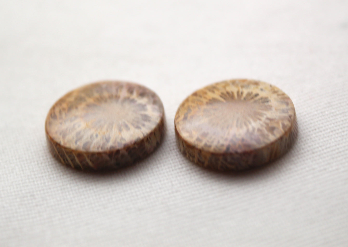 Fossilized Coral Pair of Gemstones cabochon round 18MM