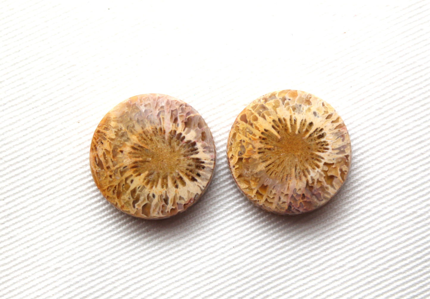 Fossilized Coral Pair of Gemstones cabochon round 18MM