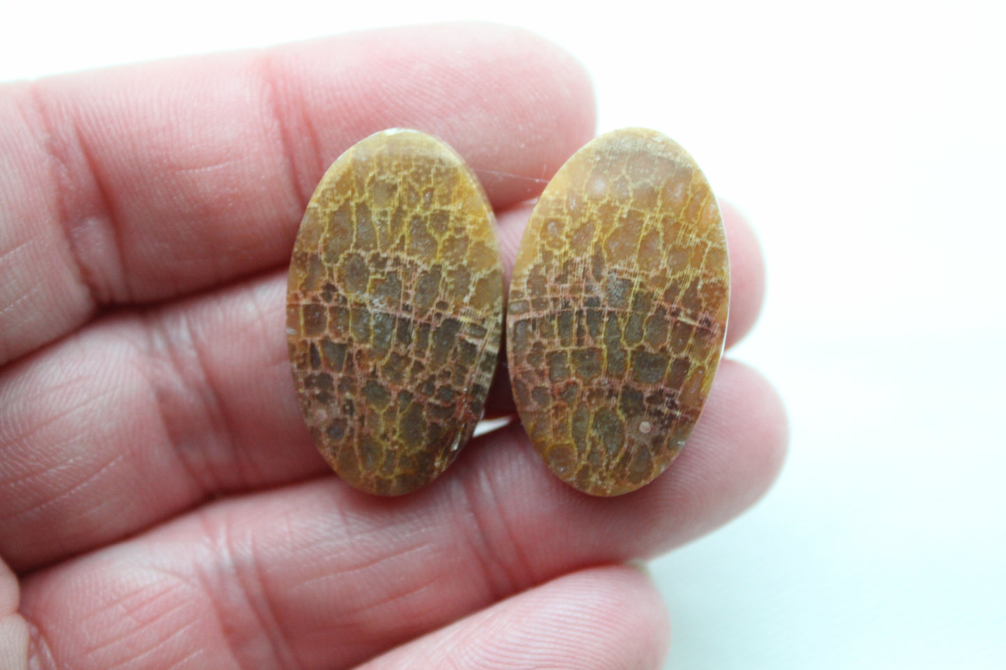 Fossil Palm root Cabochon Pair Gemstone Oval