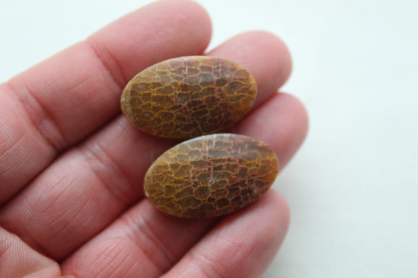 Fossil Palm root Cabochon Pair Gemstone Oval