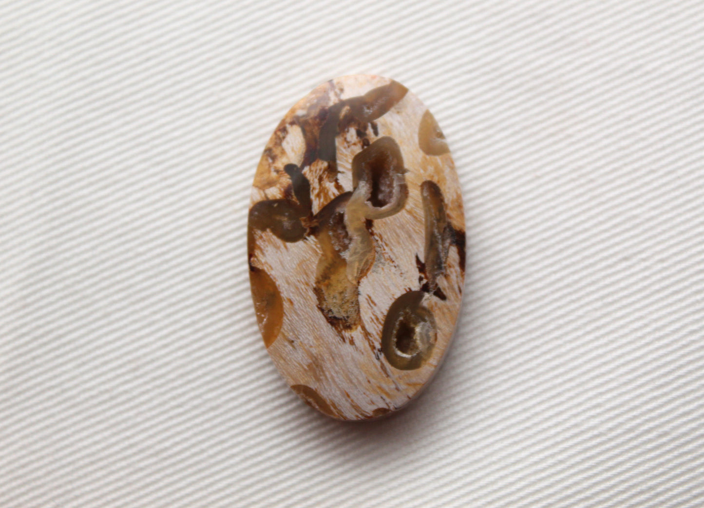 Worm Hole Petrified Wood Cabochon gemstone natural