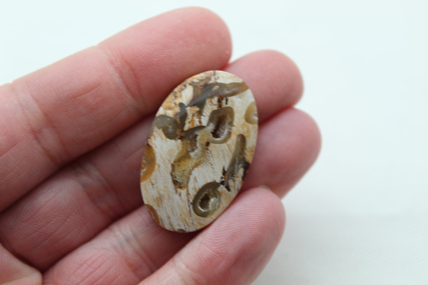 Worm Hole Petrified Wood Cabochon gemstone natural