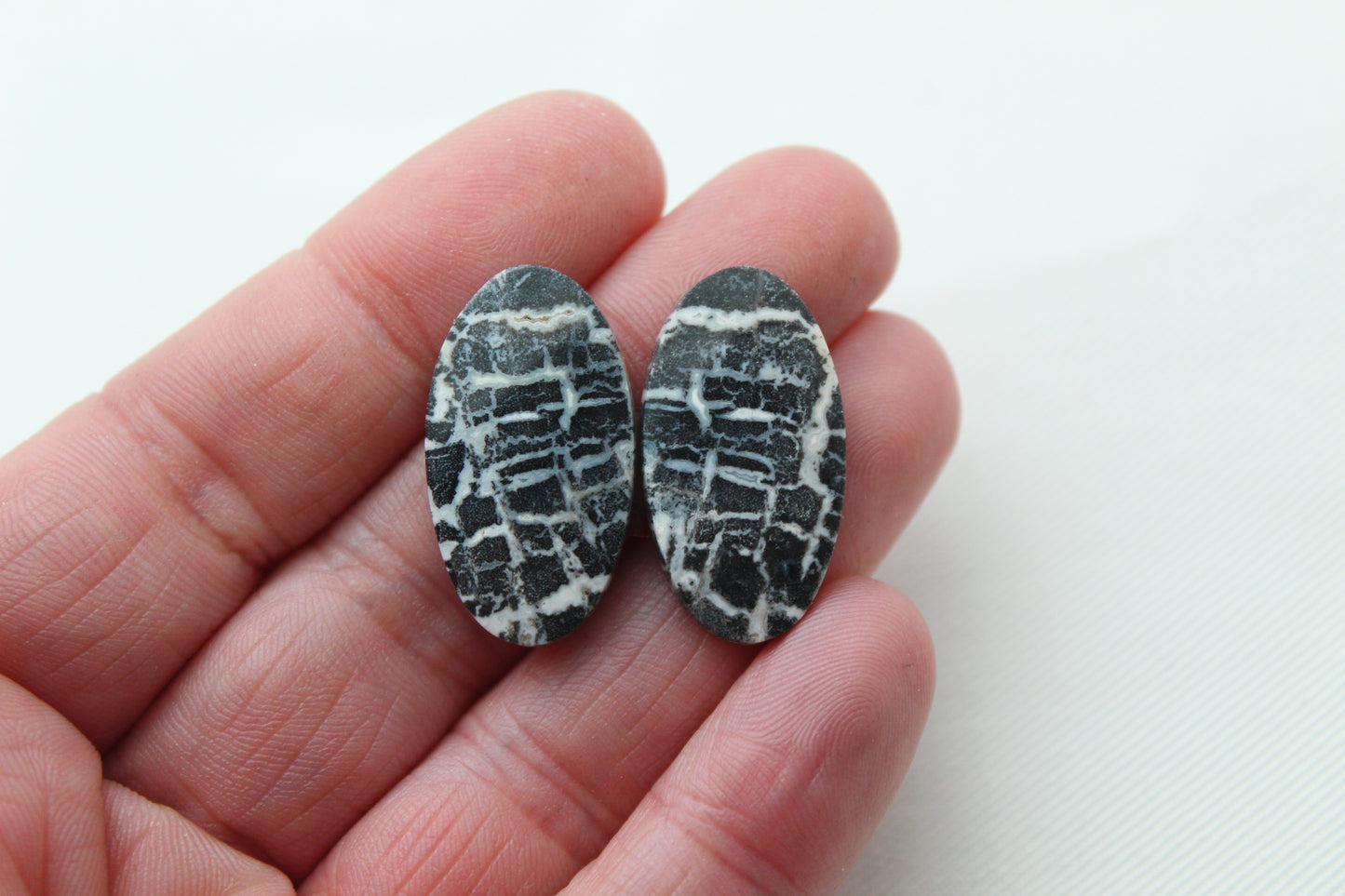 Pair of Petrified Wood Oval