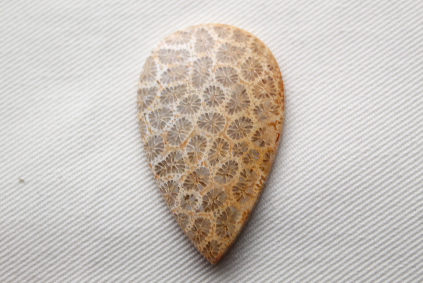 Fossilized Coral Gemstone Teardrop cabochon