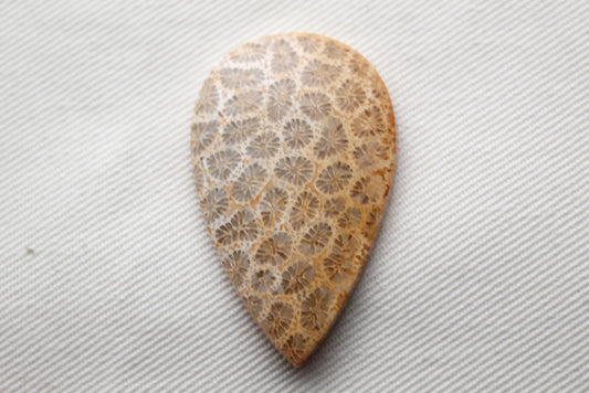 Fossilized Coral Gemstone Teardrop cabochon