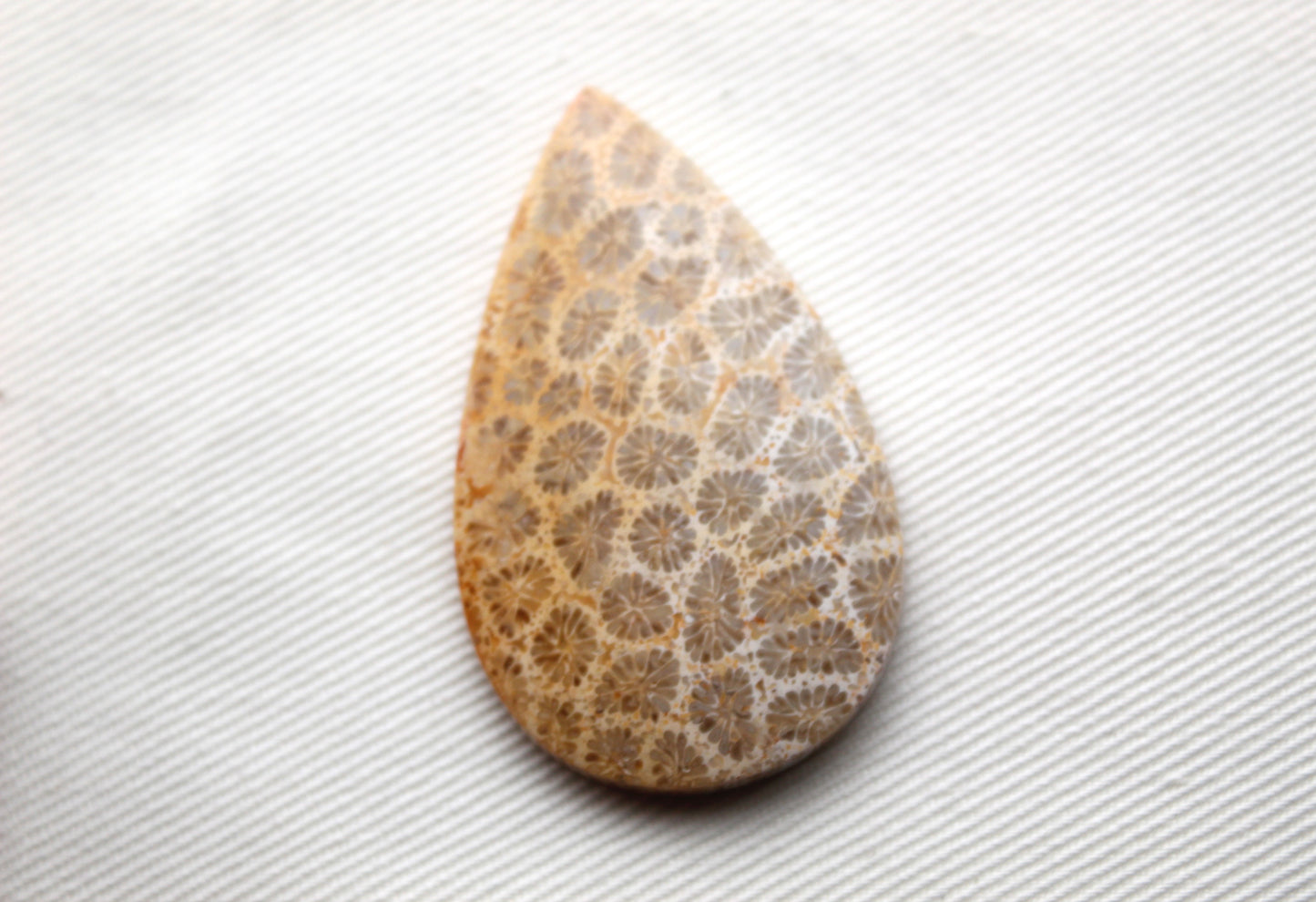 Fossilized Coral Gemstone Teardrop cabochon