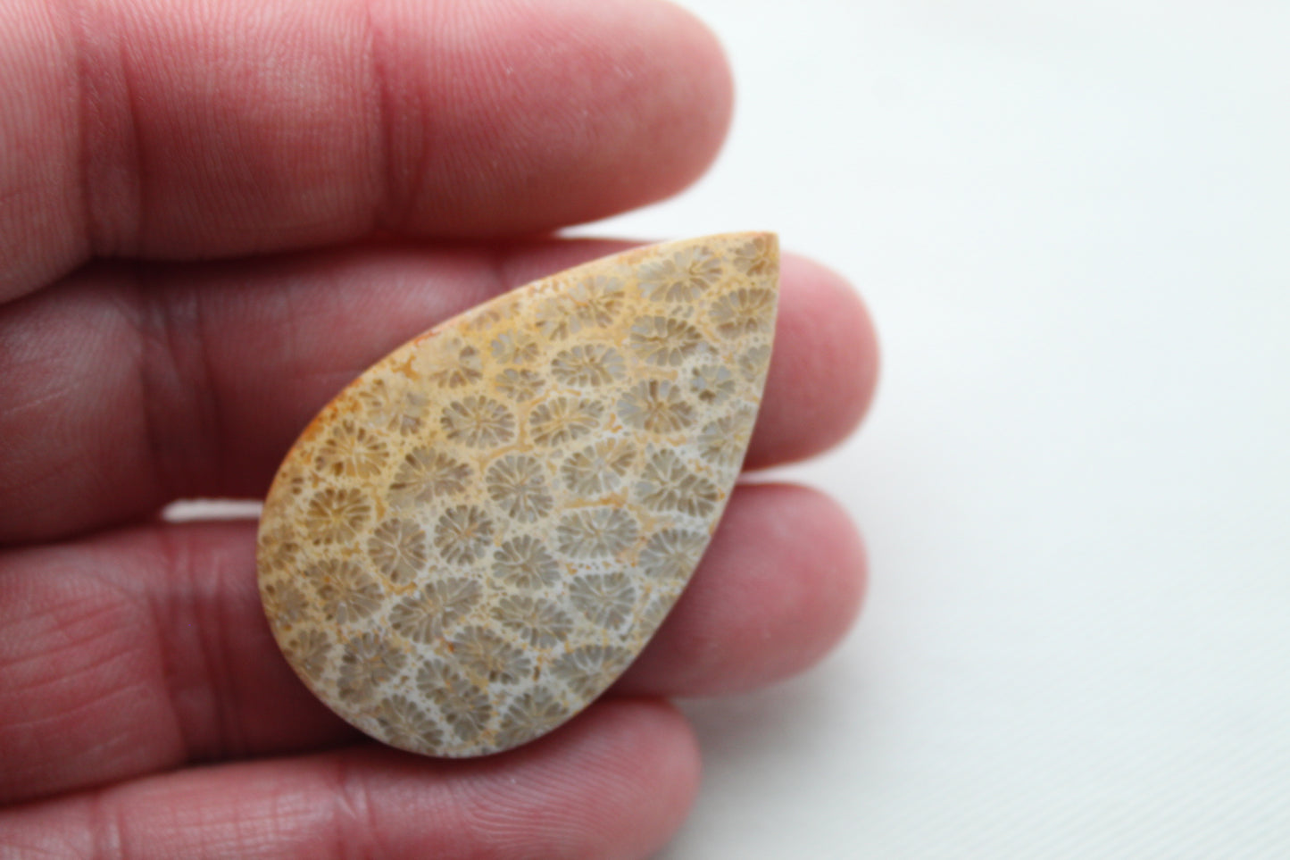 Fossilized Coral Gemstone Teardrop cabochon