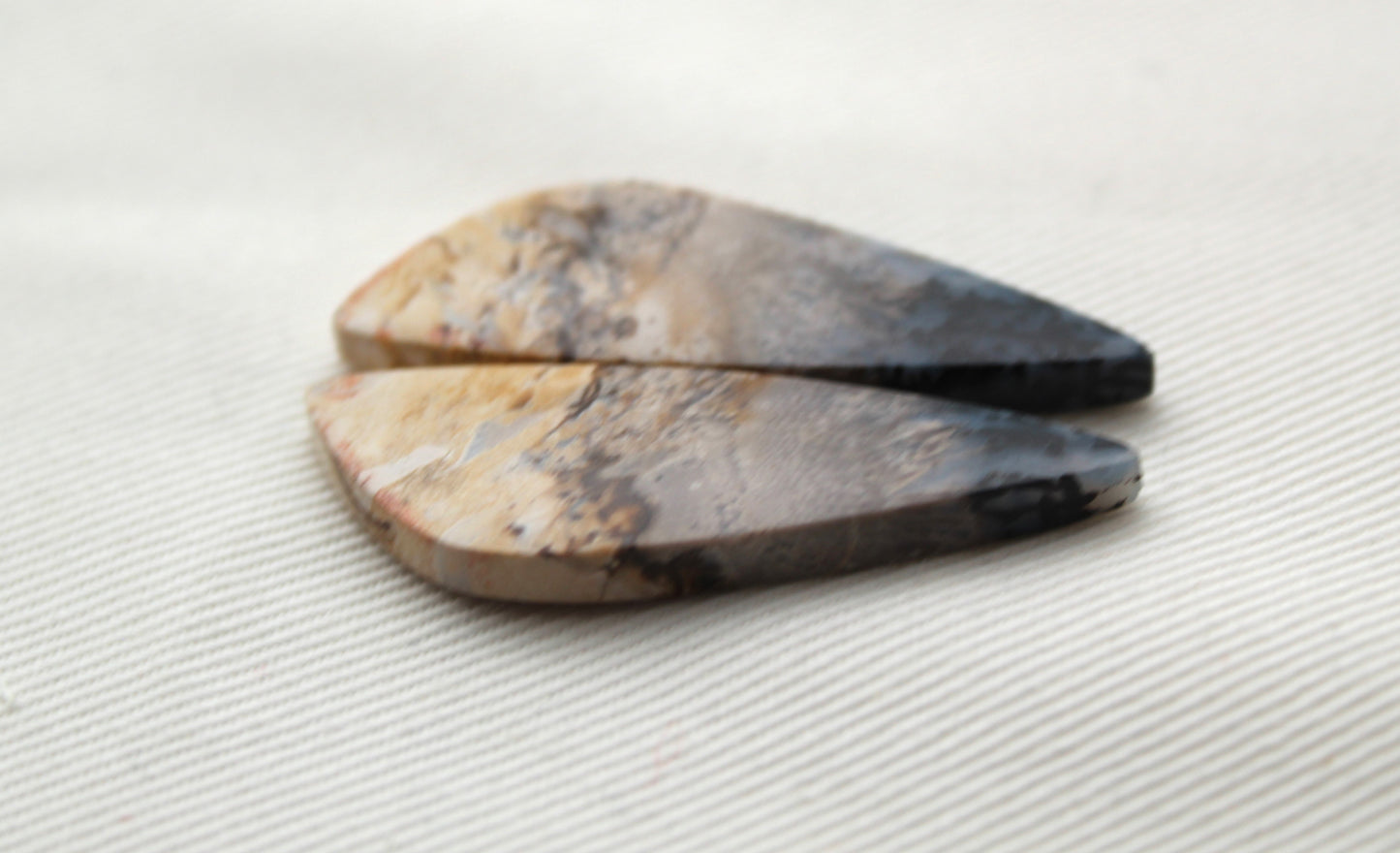 Petrified Palm Wood Cabochon Pair