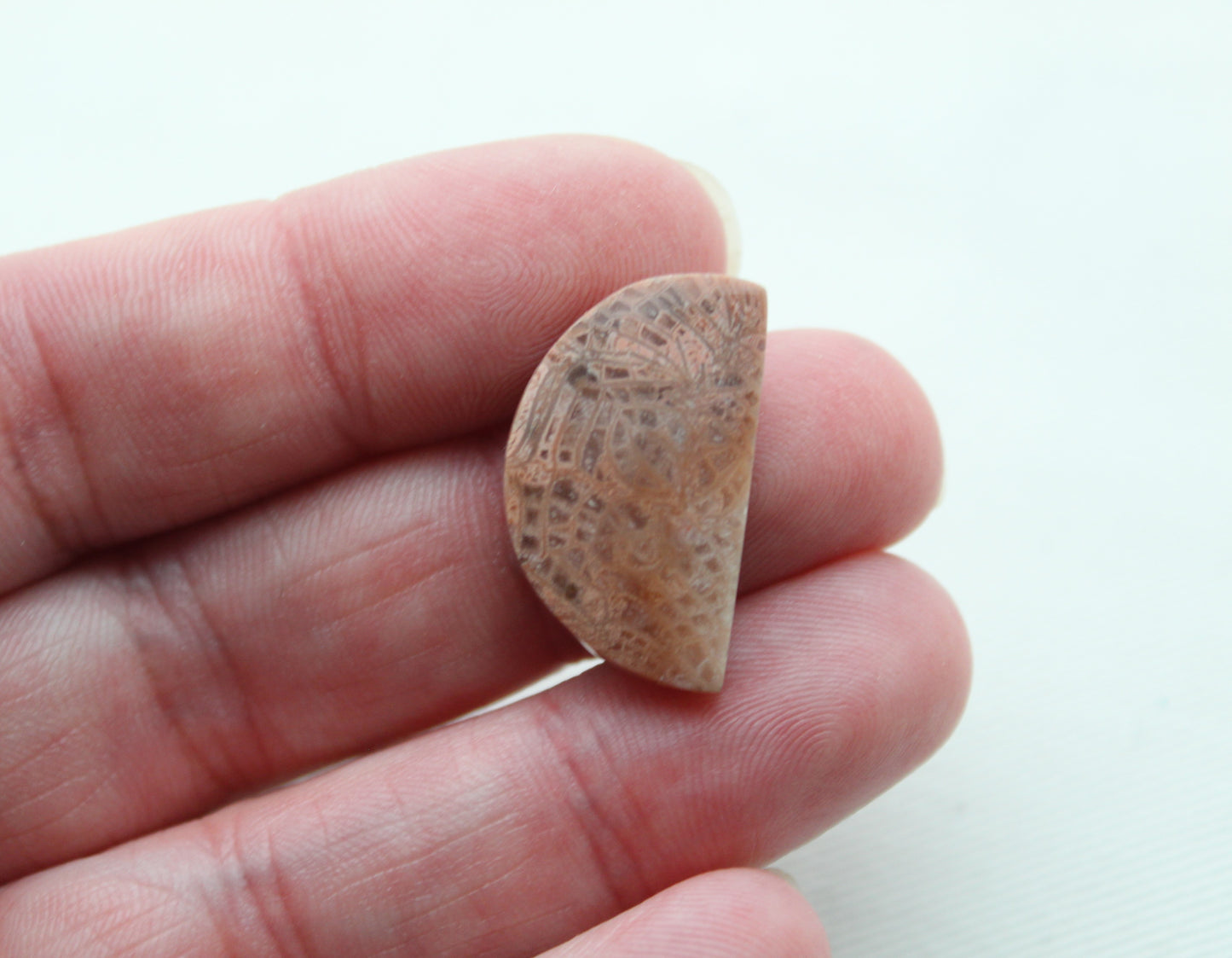 Pink Fossil Coral Pair of Gemstones cabochon