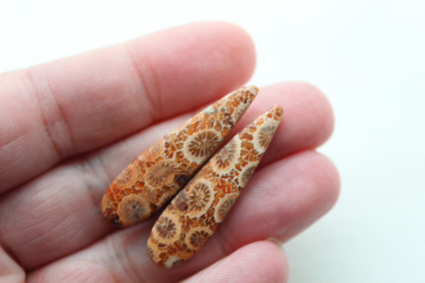 Fossilized Coral Pair of Gemstones cabochon beige natural