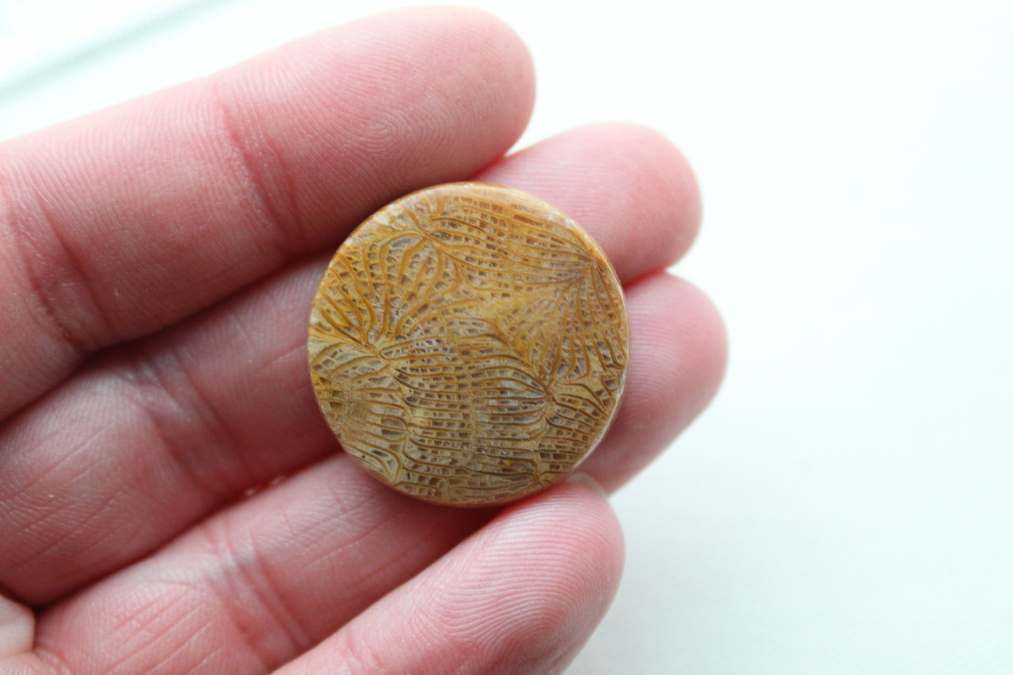 Round Fossilized Coral Gemstone cabochon natural 26MM