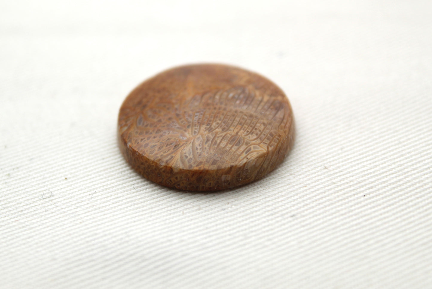 Round Fossilized Coral Gemstone cabochon natural 26MM