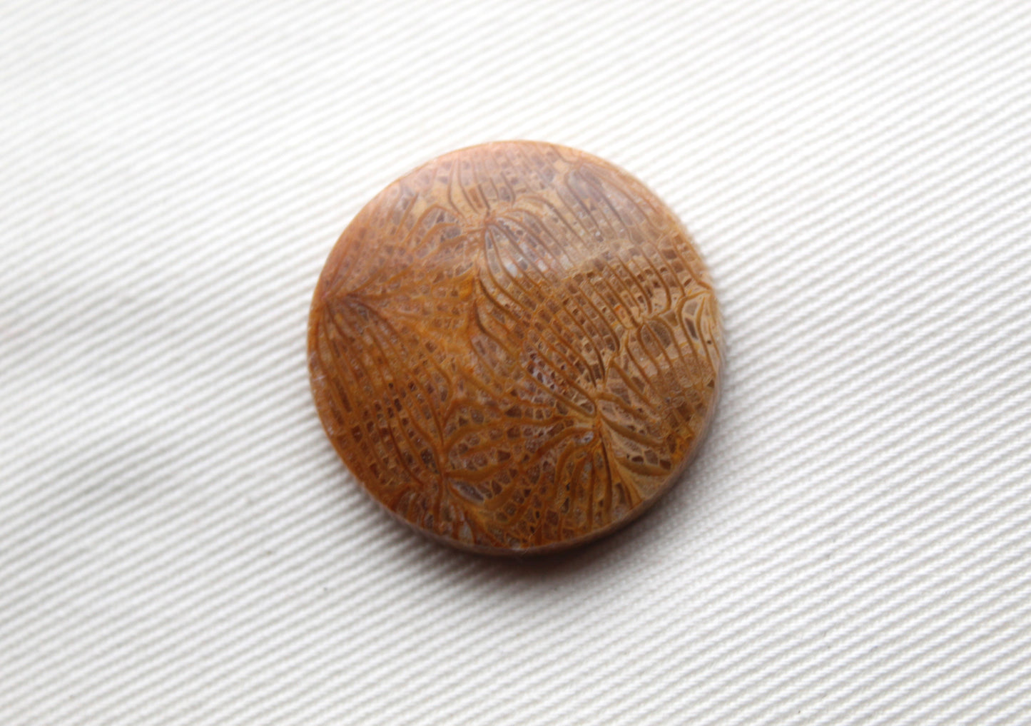 Round Fossilized Coral Gemstone cabochon natural 26MM