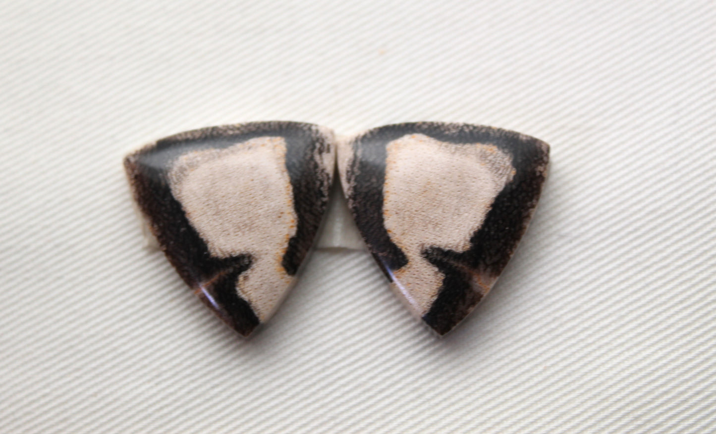 Nice pair of Petrified Wood Cabochons