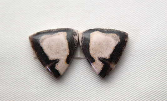 Nice pair of Petrified Wood Cabochons