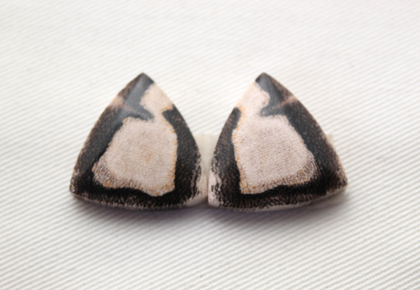 Nice pair of Petrified Wood Cabochons