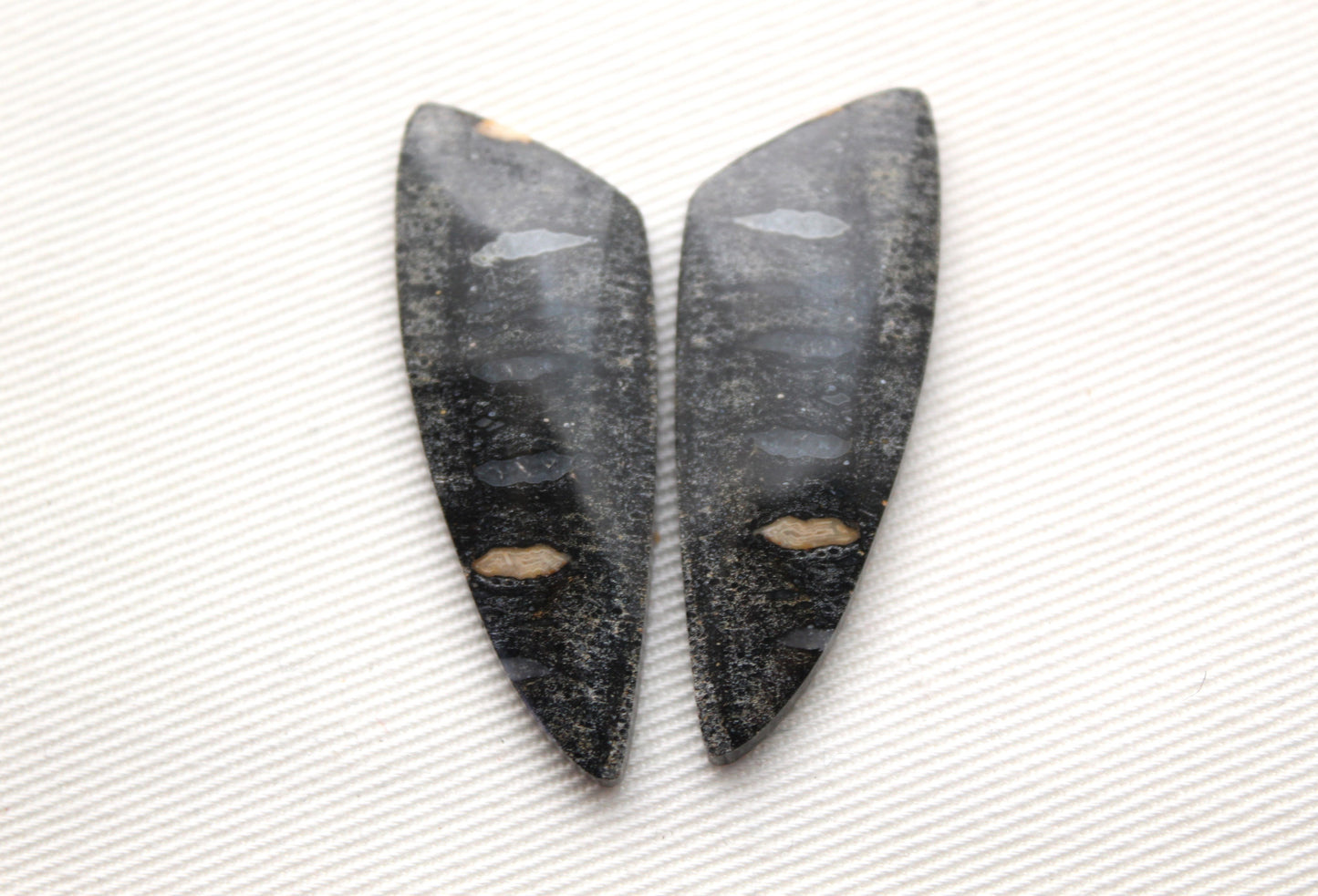 Palm Root Bone Cabochon Pair natural gemstones