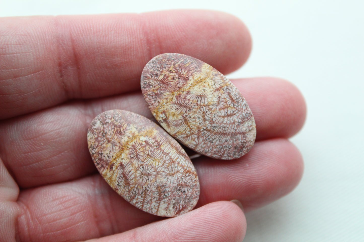 Fossil coral pair cabochons oval pink