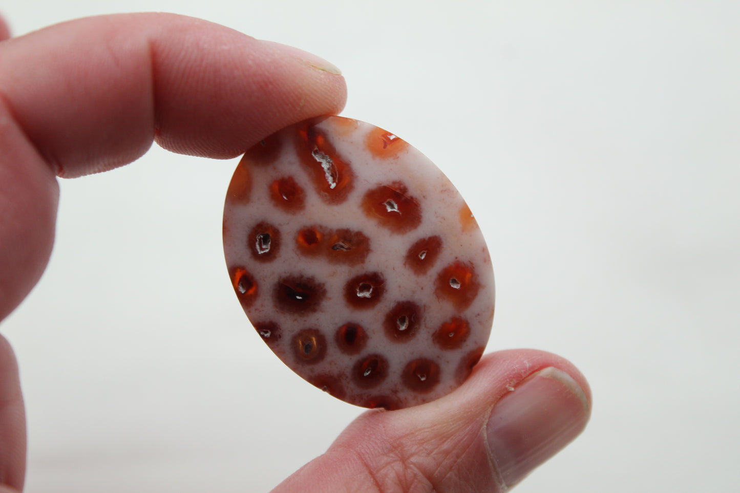 Fossilized Coral Gemstone Oval cabochon