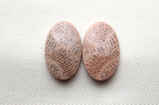 Fossil coral pair cabochons oval beige