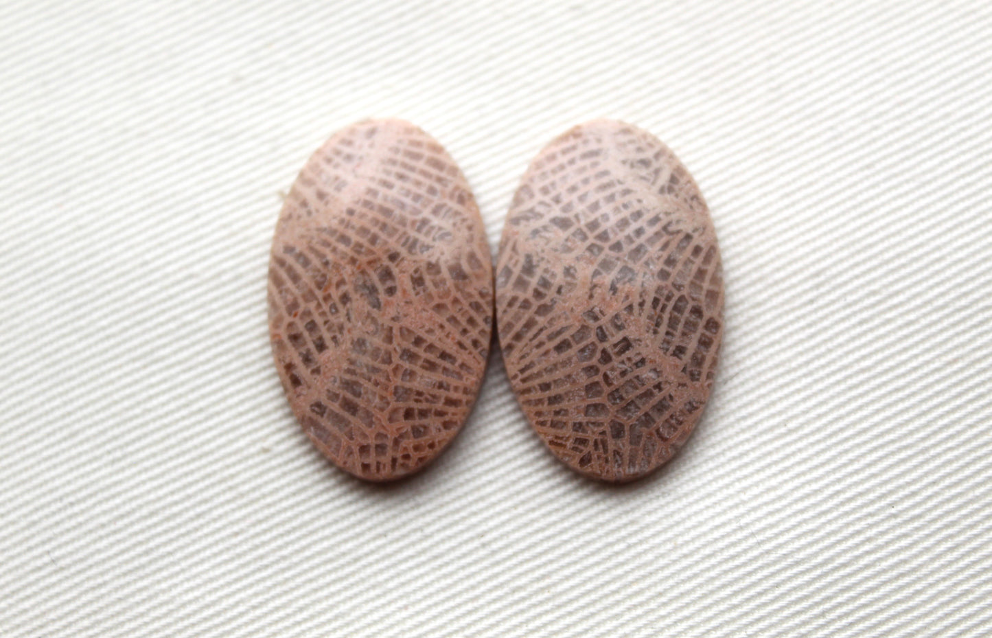 Fossil coral pair cabochons oval beige