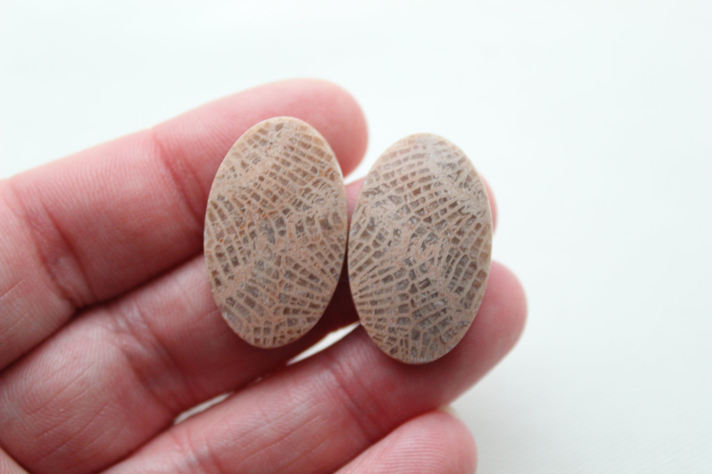 Fossil coral pair cabochons oval beige