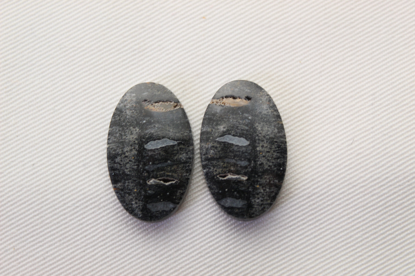 Palm Root Bone Cabochon Pair natural gemstones Oval