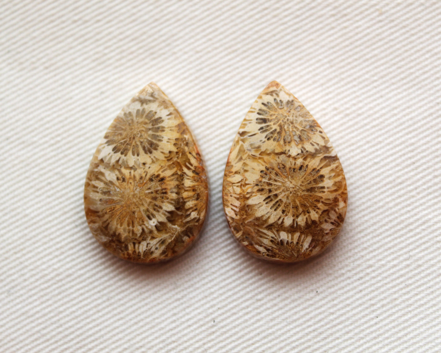 Fossilized Coral Pair of Gemstones cabochon beige natural