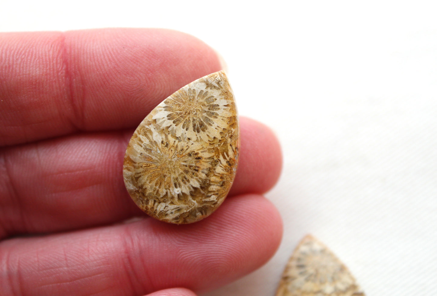 Fossilized Coral Pair of Gemstones cabochon beige natural