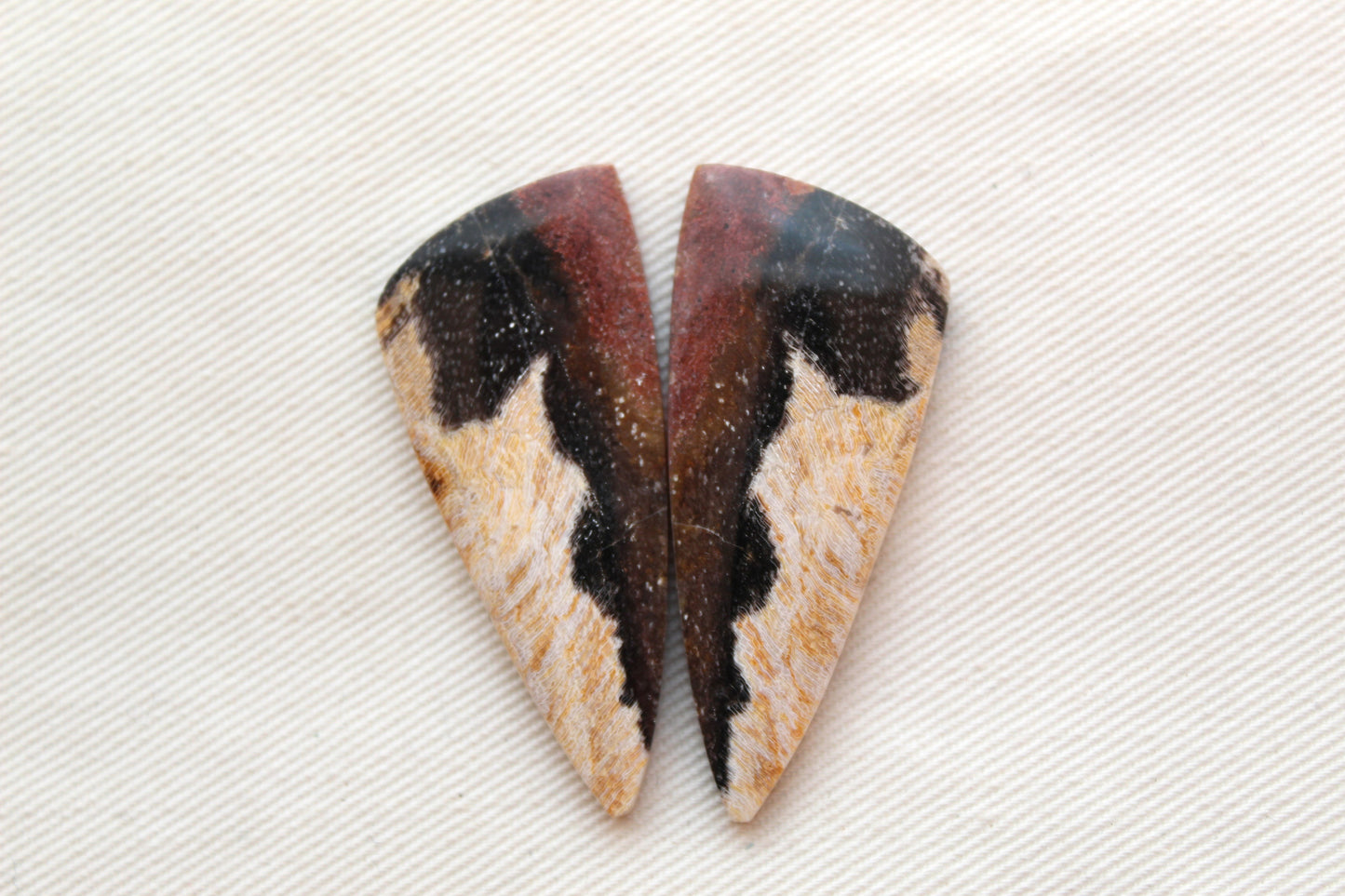 Nice pair of Petrified Wood Cabochons