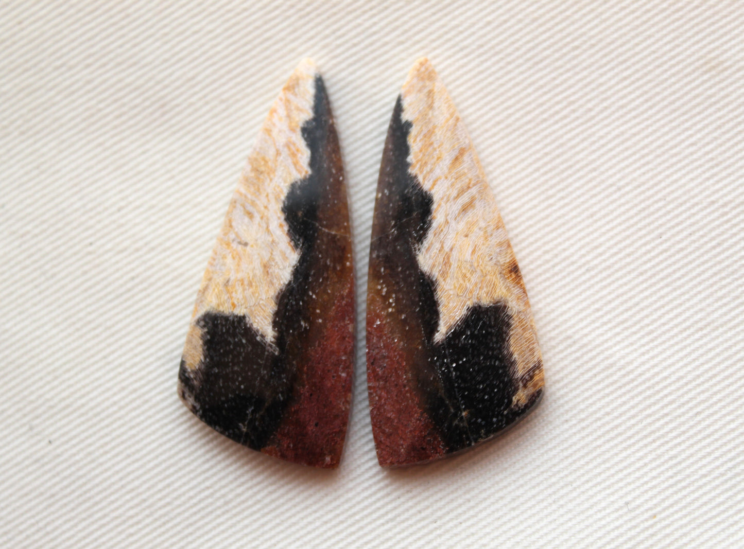 Nice pair of Petrified Wood Cabochons