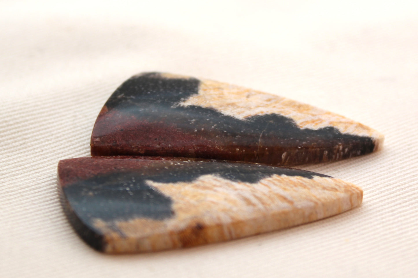 Nice pair of Petrified Wood Cabochons