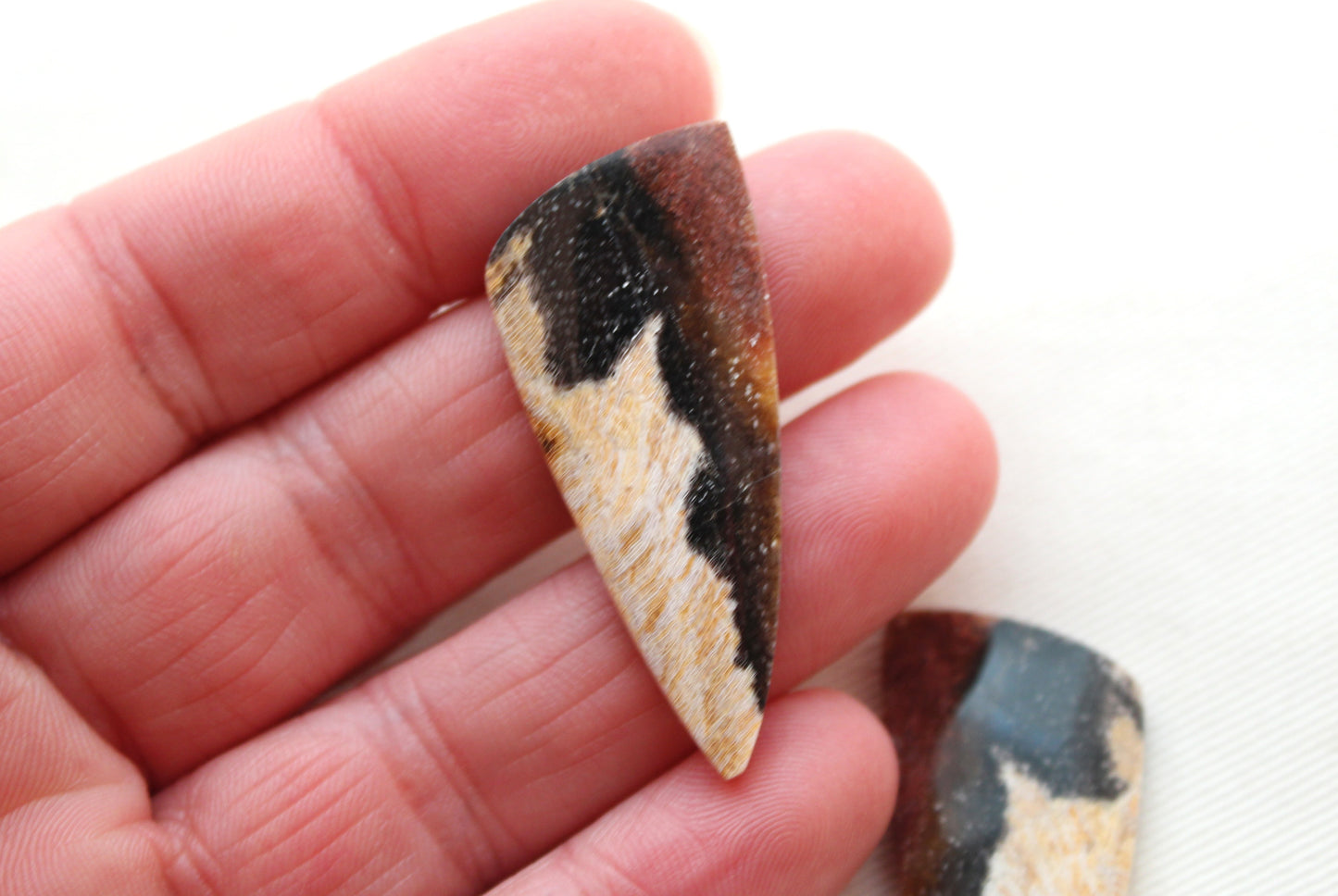 Nice pair of Petrified Wood Cabochons