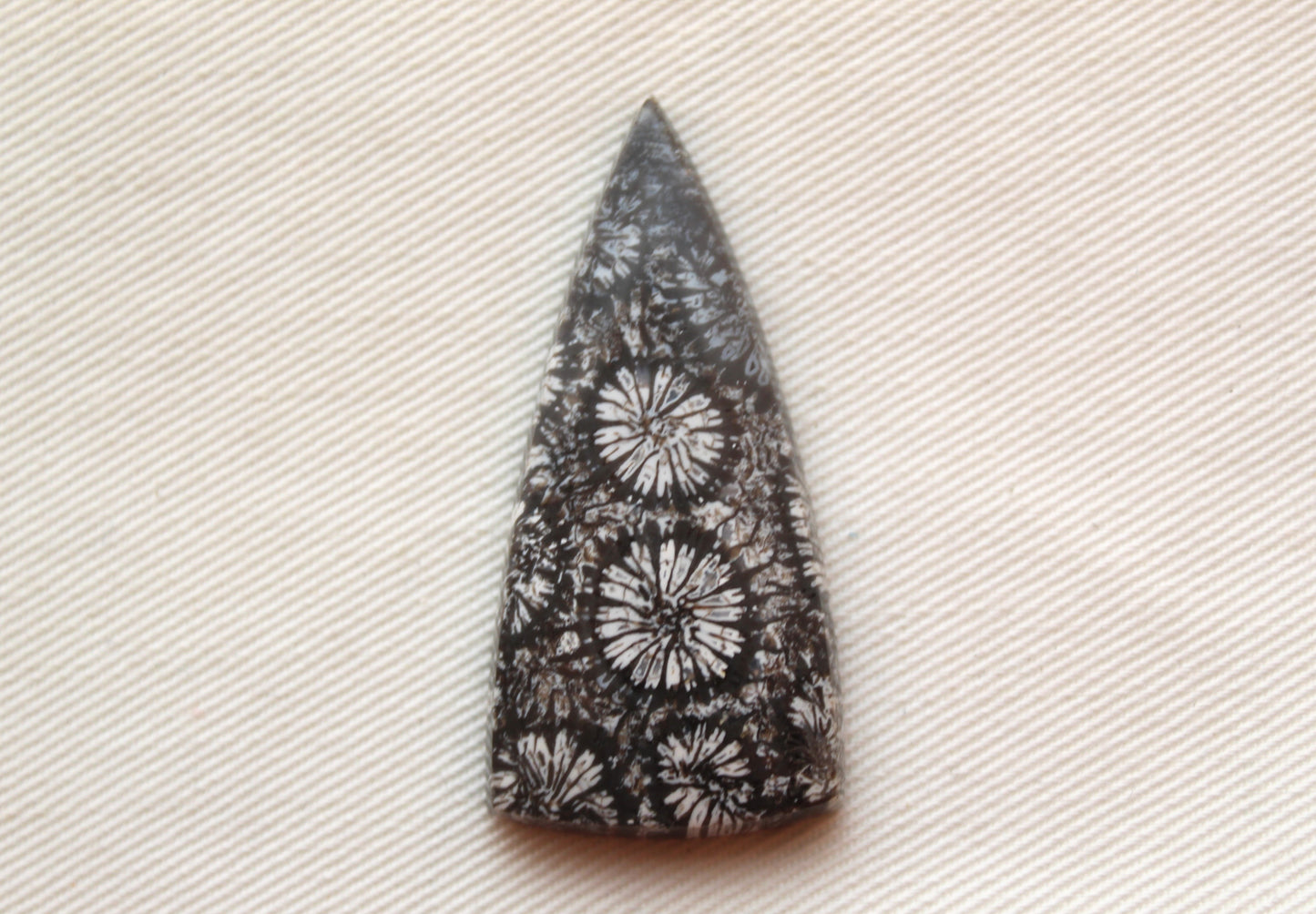 Large Fossilized Coral Gemstone cabochon triangle