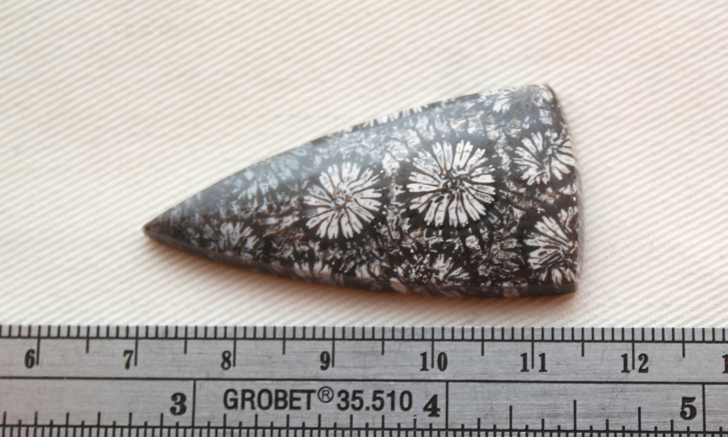 Large Fossilized Coral Gemstone cabochon triangle