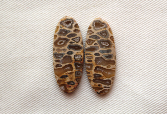 Fossil Palmwood Pair Cabochon Gemstone with druzy pockets