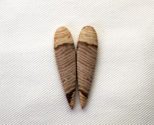 Pair of Petrified wood Cabochons teardrop