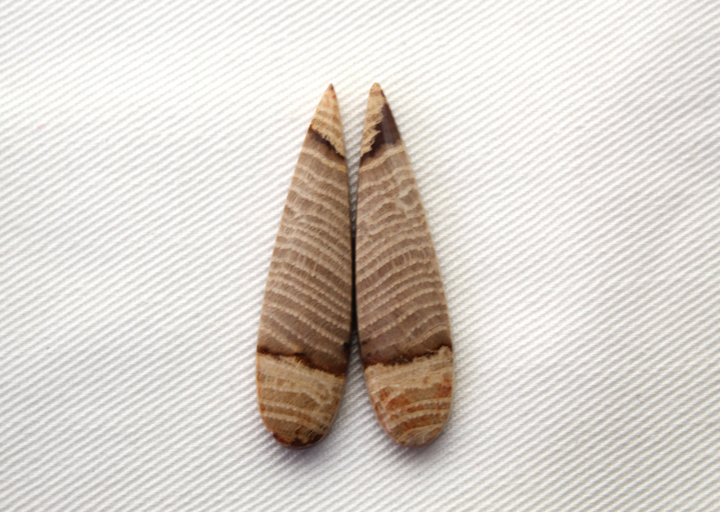 Pair of Petrified wood Cabochons teardrop