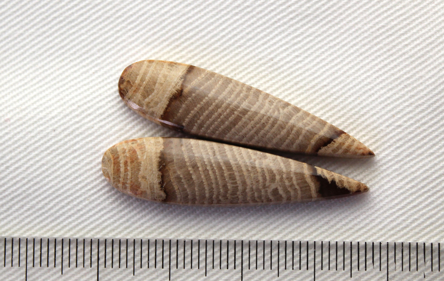 Pair of Petrified wood Cabochons teardrop