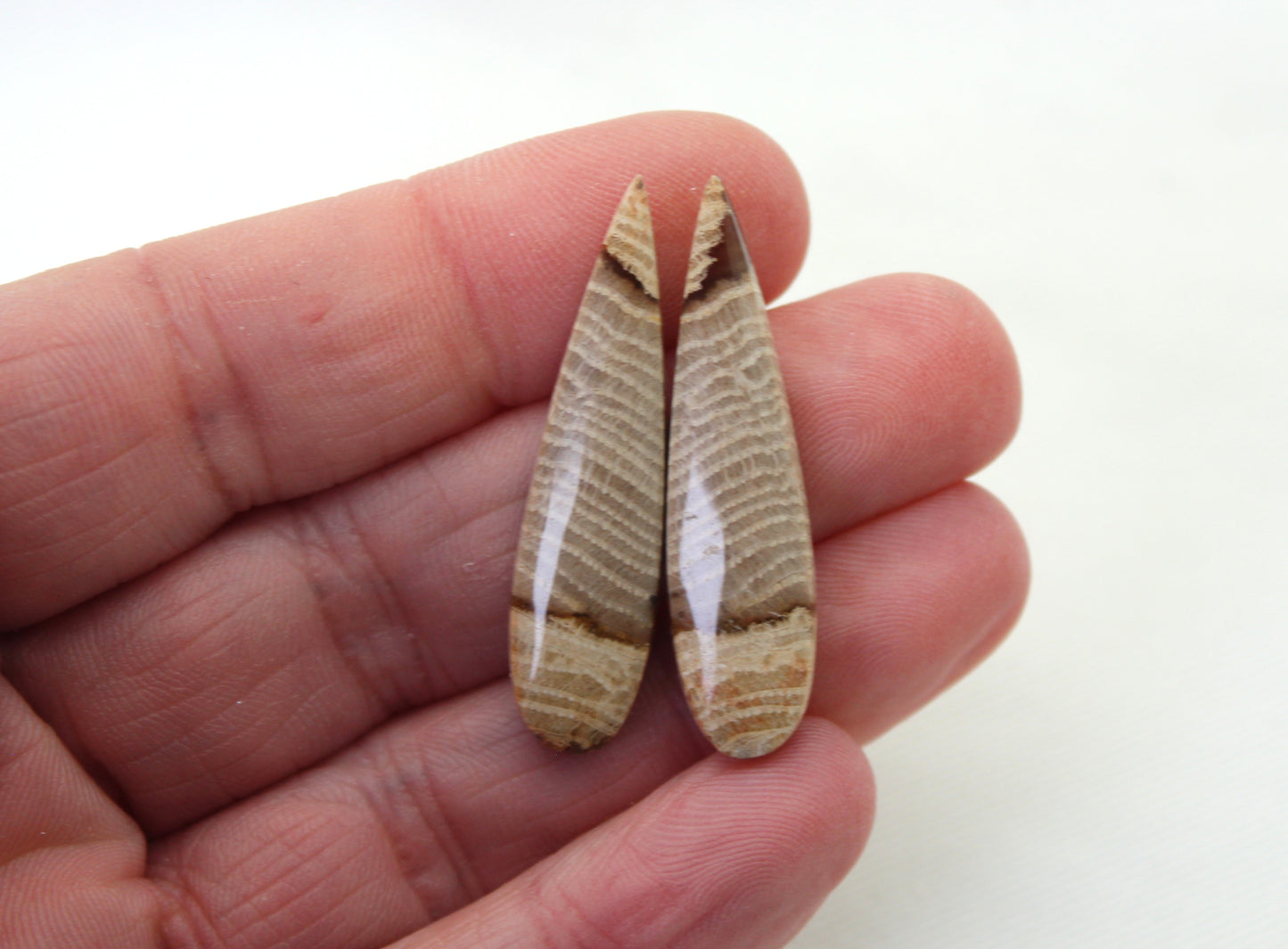 Pair of Petrified wood Cabochons teardrop