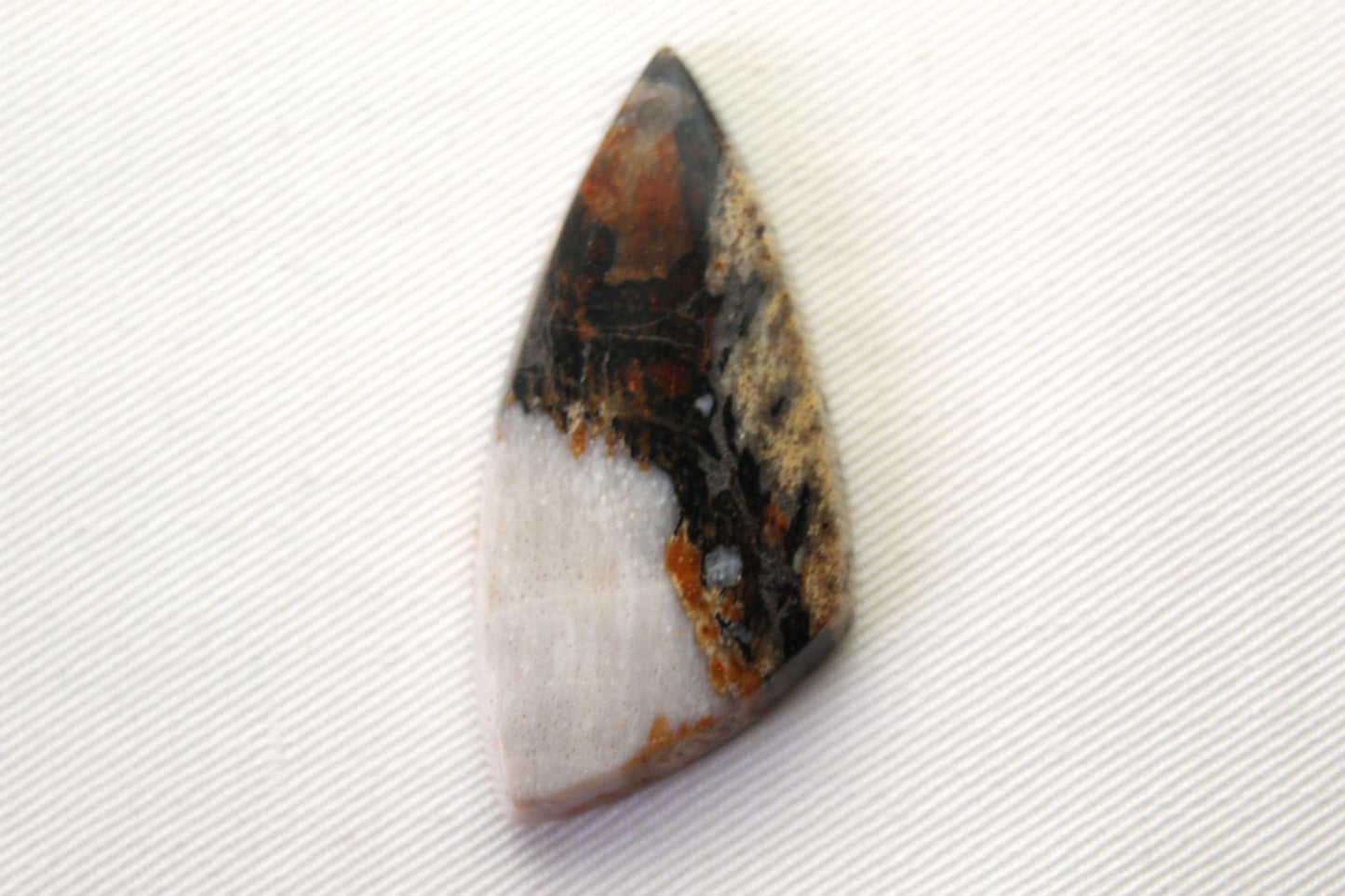 Large Fossil Wood Gemstone freeform