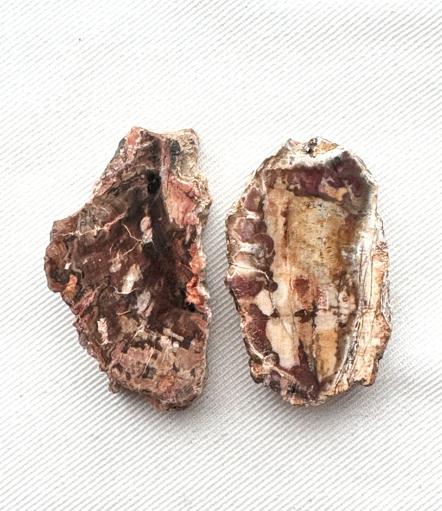 TWO Petrified Wood Slices gemstone natural