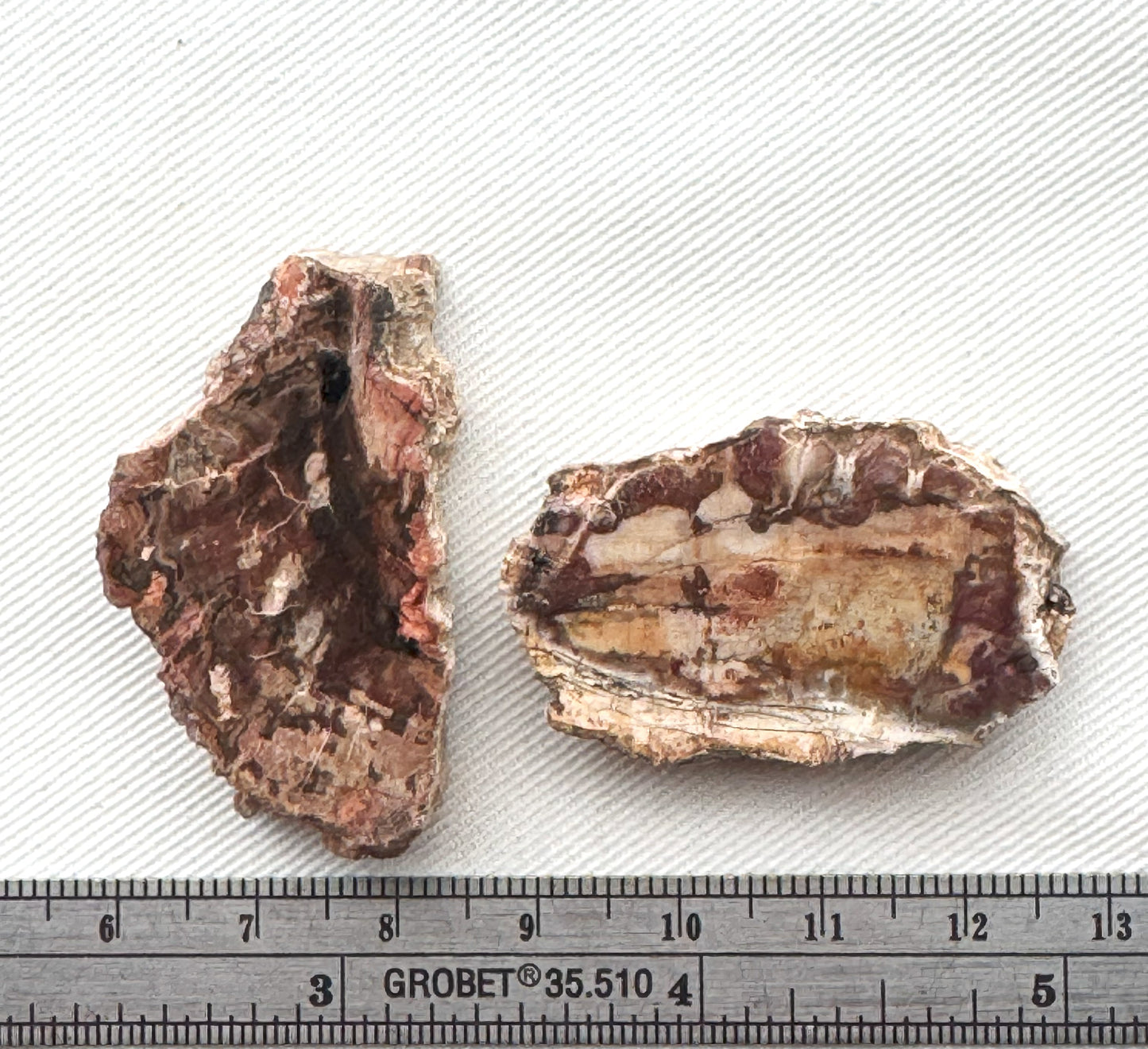 TWO Petrified Wood Slices gemstone natural