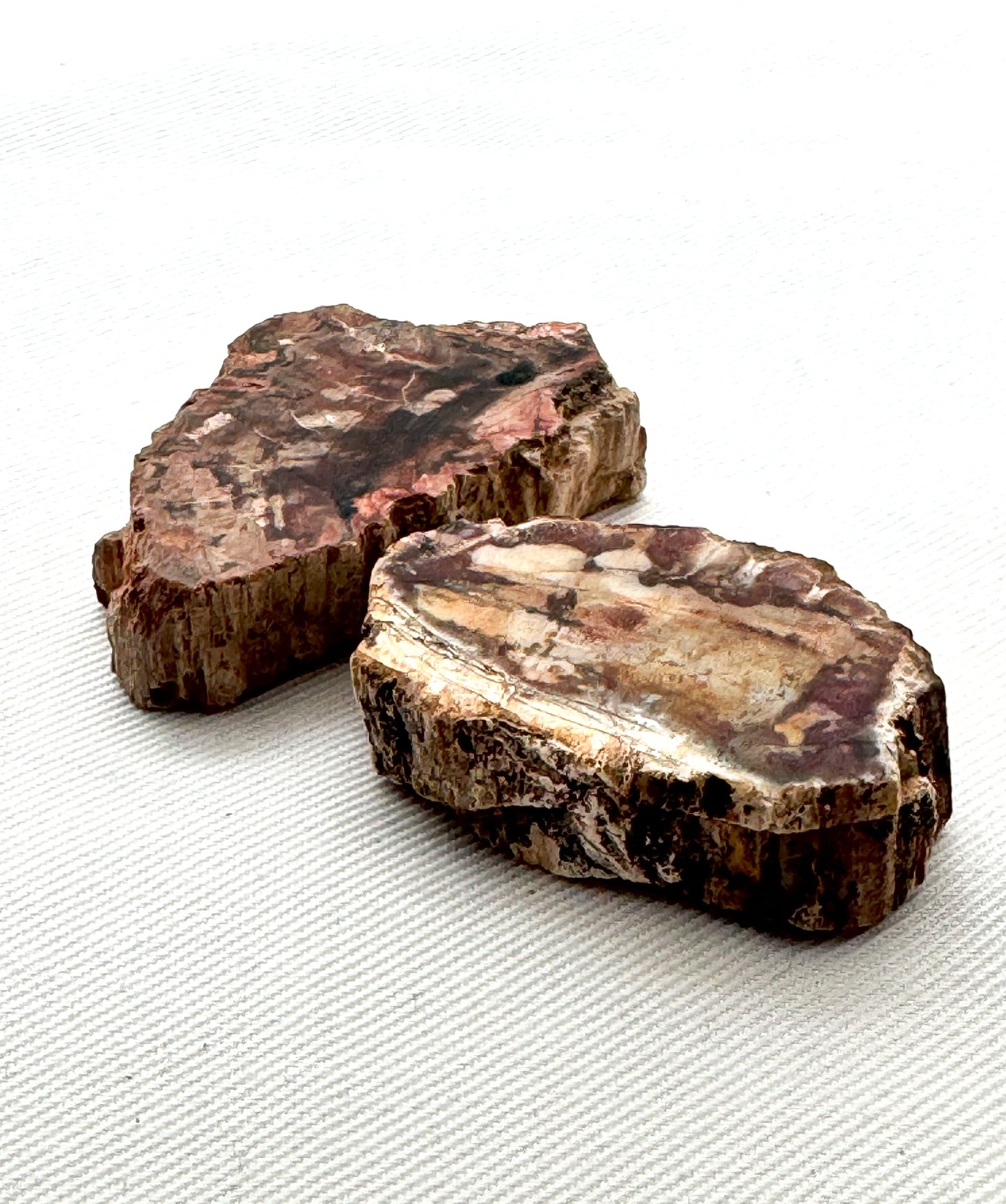 TWO Petrified Wood Slices gemstone natural