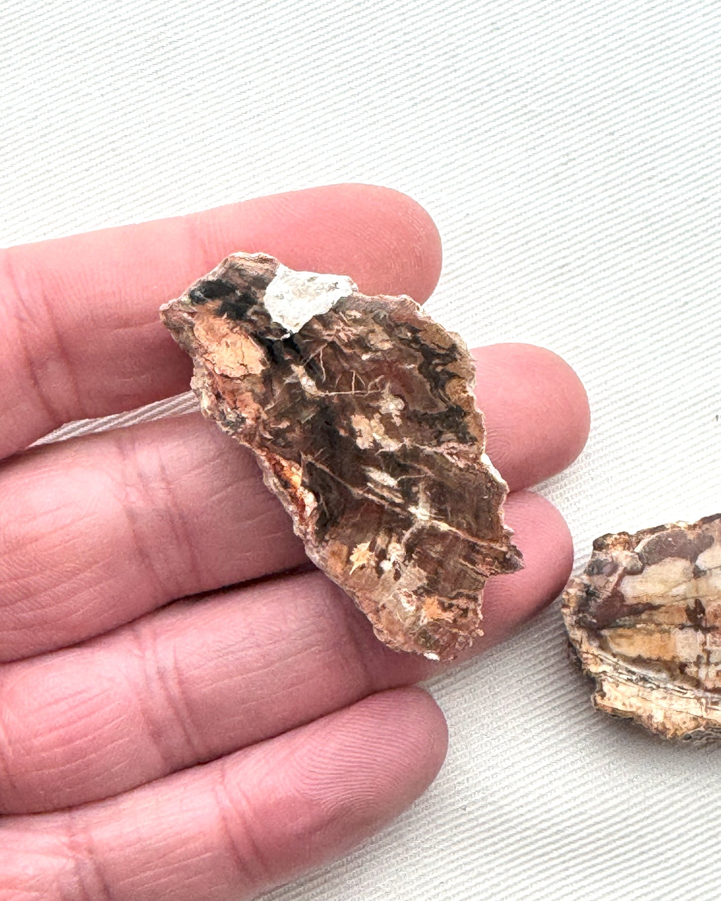 TWO Petrified Wood Slices gemstone natural