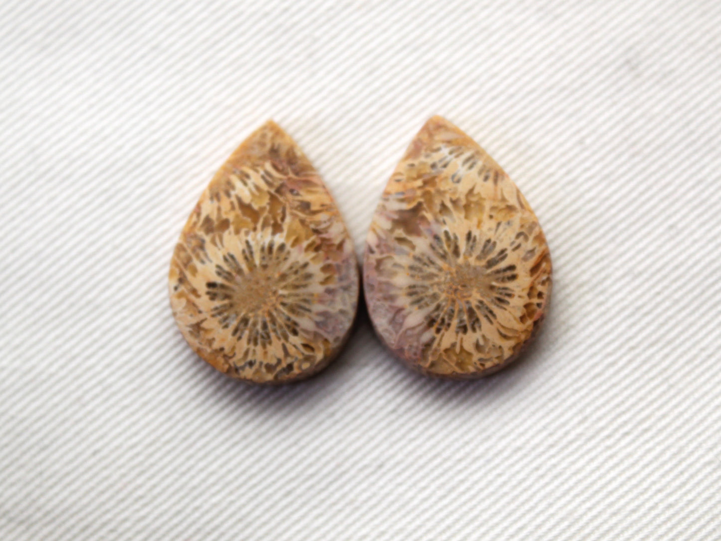 Fossilized Coral Pair of Gemstones cabochon beige natural
