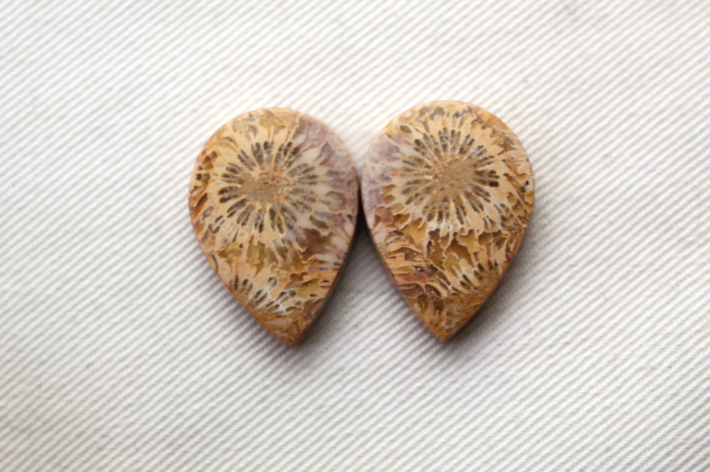 Fossilized Coral Pair of Gemstones cabochon beige natural