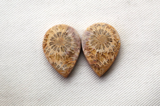 Fossilized Coral Pair of Gemstones cabochon beige natural