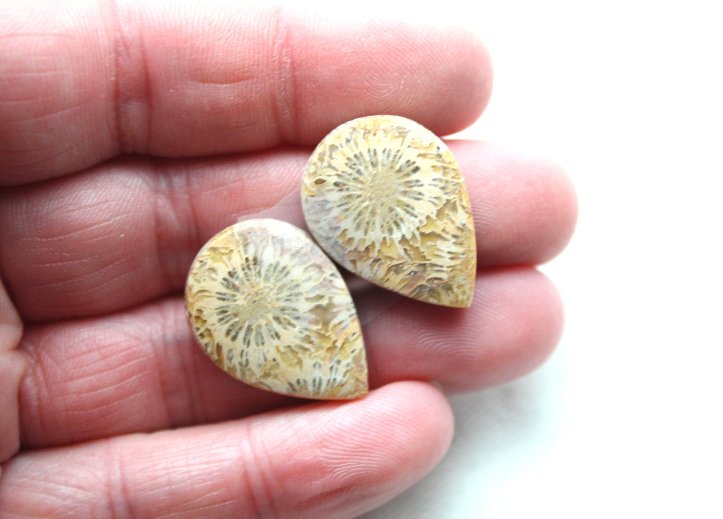 Fossilized Coral Pair of Gemstones cabochon beige natural
