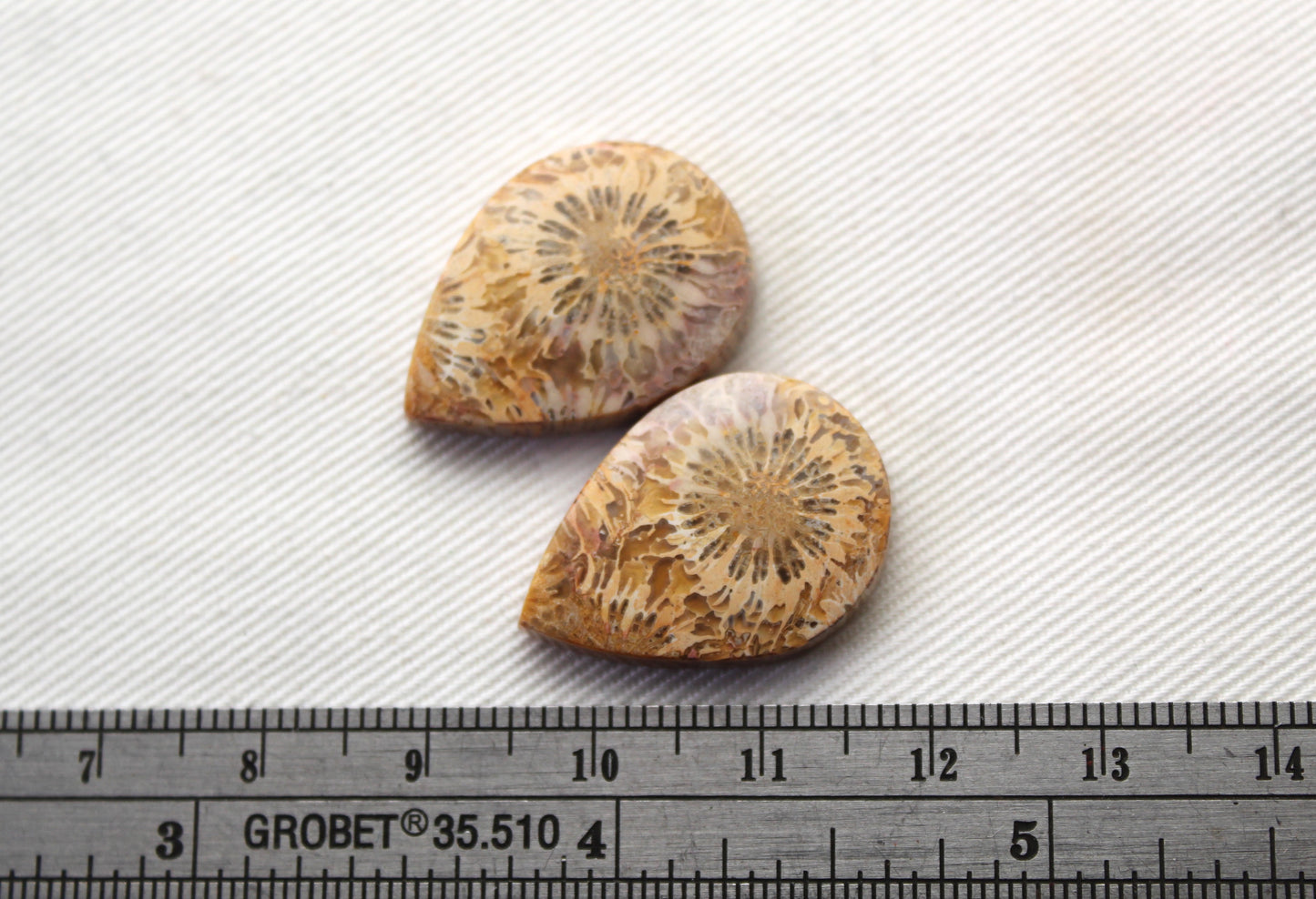 Fossilized Coral Pair of Gemstones cabochon beige natural